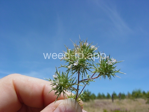 navarretia, needle-leaf